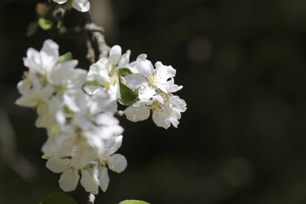 The apple-blossom