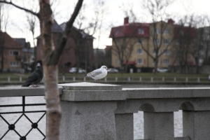 The Seagull sitting on the parapet