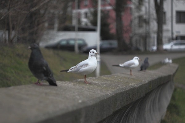 The Seagulls sitting on the parapet