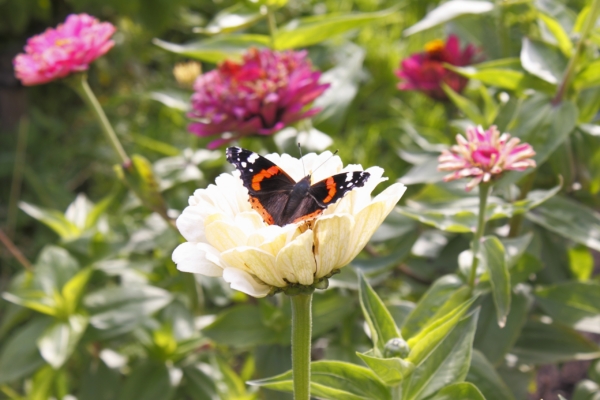 The butterfly on the flower