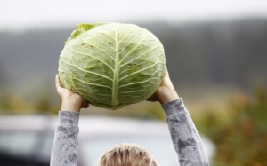 The cabbage head