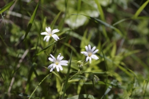 The chamomile