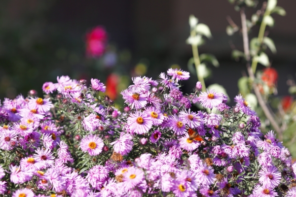 The chrysanthemums