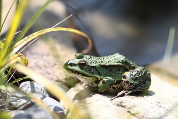 The green frog