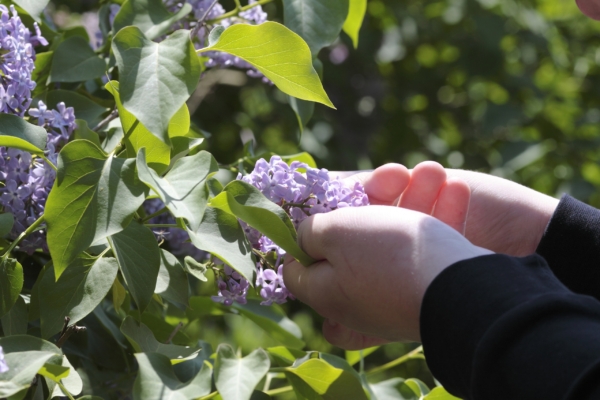 The lilac-blossom