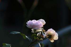 Morning roses in the ray of light