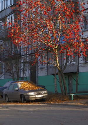 The rowan tree with red berries