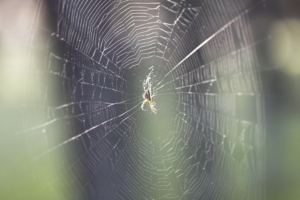 The spider on hunting