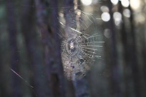 The spider on hunting