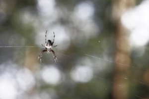 The spider on hunting