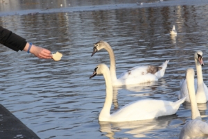 The swans and people