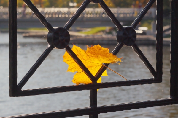 A yellow maple leaf 1