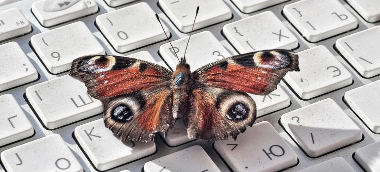 Butterfly on the keyboard